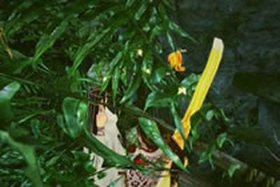 蜀山缥缈录美图欣赏 百蛮沙漠当导游