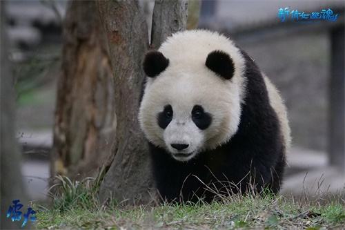 网易认养大熊猫“倩宝” 助力熊猫公益文化传播