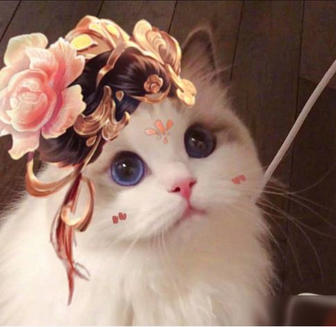 王者荣耀杨玉环猫咪头像怎么得