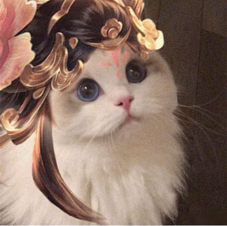 王者荣耀杨玉环猫咪头像怎么得