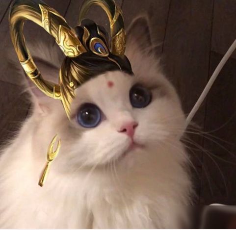 王者荣耀杨玉环猫咪头像怎么得