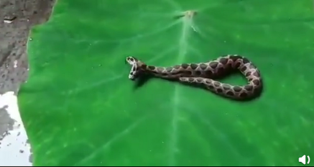 印度现罕见双头罗素蝰蛇 系最毒最恐怖蛇类之一