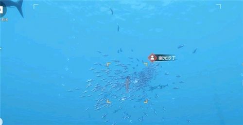 天谕手游汐愿之海鱼类收藏大全 海底鱼类如何解锁 